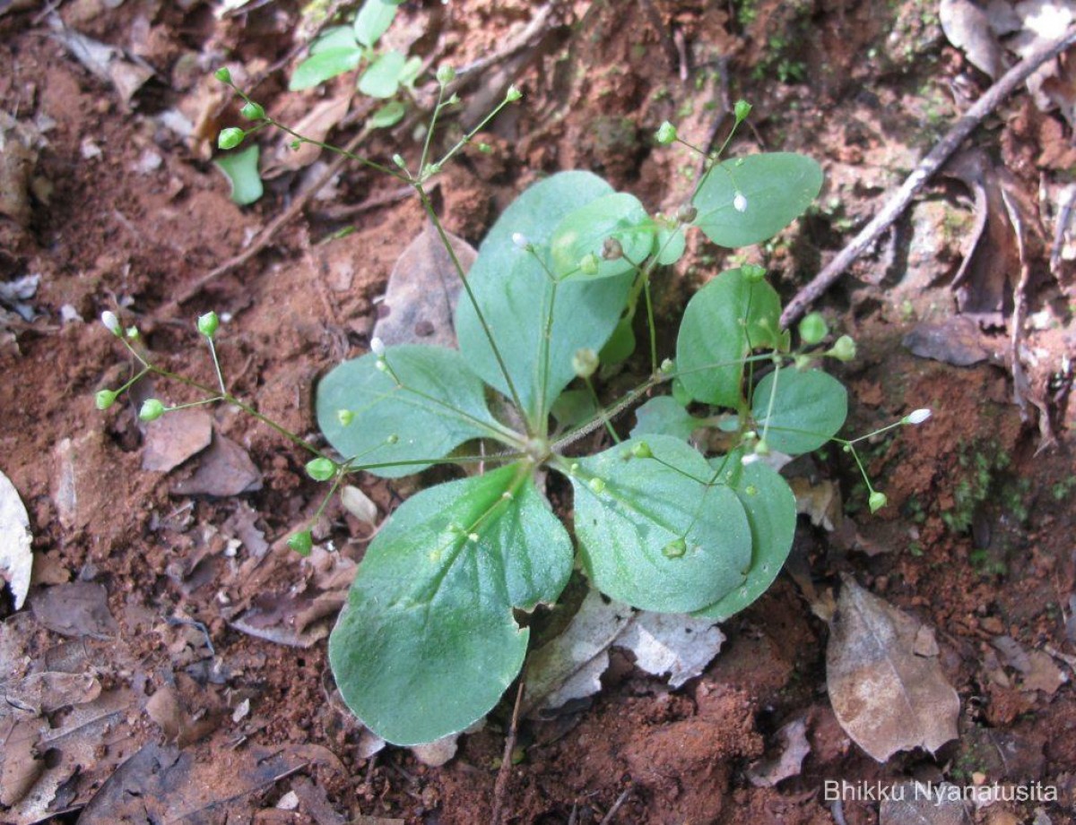 Debia ovatifolia (Cav.) Neupane & N.Wikstr.